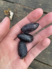 Nyssa aquatica
