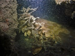 Orectolobus parvimaculatus