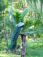 Pavo cristatus
