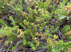 Helichrysum asperum glabrum