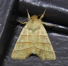 Pyreferra citrombra
