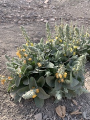 Verbascum alceoides
