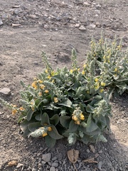 Verbascum alceoides
