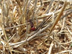 Messor cephalotes
