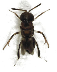 Encyrtus infelix