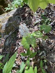 Tiarella austrina