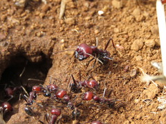 Messor cephalotes