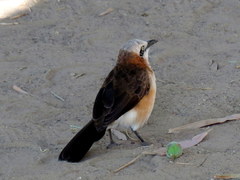 Turdoides gymnogenys