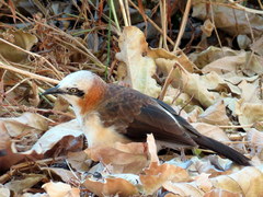 Turdoides gymnogenys