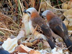 Turdoides gymnogenys