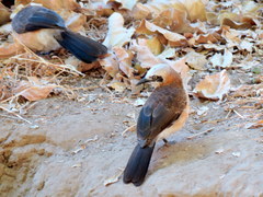 Turdoides gymnogenys