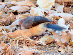 Turdoides gymnogenys