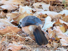 Turdoides gymnogenys