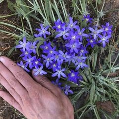 Brodiaea terrestris