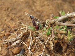 Messor cephalotes