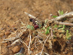 Messor cephalotes