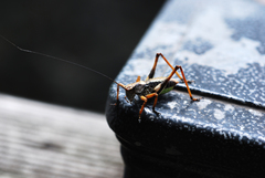 Paratlanticus ussuriensis