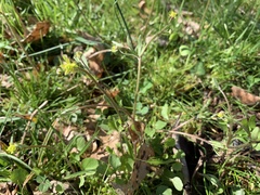Ranunculus micranthus