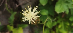 Centaurea tauromenitana