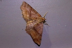 Xerodes rufescentaria