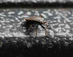 Pyrrhocoris sibiricus