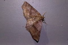 Xerodes rufescentaria