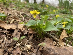 Viola eriocarpa