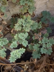 Phacelia perityloides