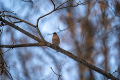 Fringilla coelebs