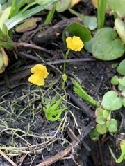 Utricularia gibba image