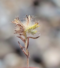 Cryptantha nevadensis