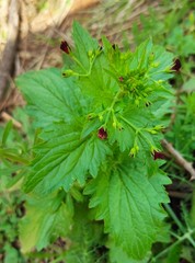 Scrophularia peregrina