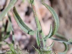 Cryptantha nevadensis