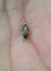 Heterogaster urticae
