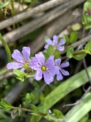 Lythrum flagellare