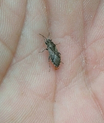 Heterogaster urticae