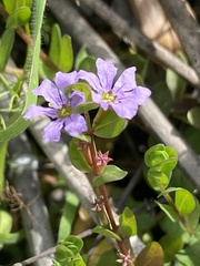 Lythrum flagellare
