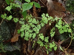 Corydalis flavula