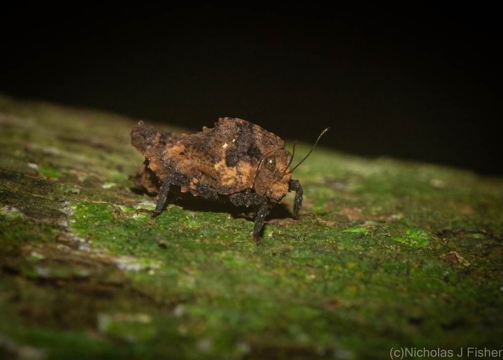 Paraselina trituberculata