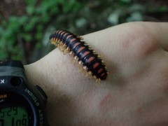 Rudiloria kleinpeteri