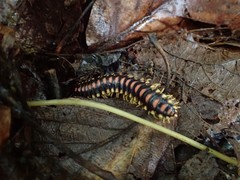 Rudiloria kleinpeteri