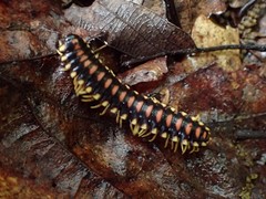 Rudiloria kleinpeteri