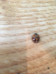 Harmonia axyridis