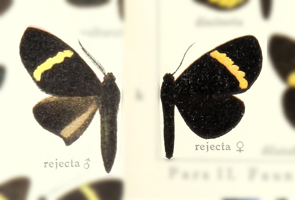 Phavaraea