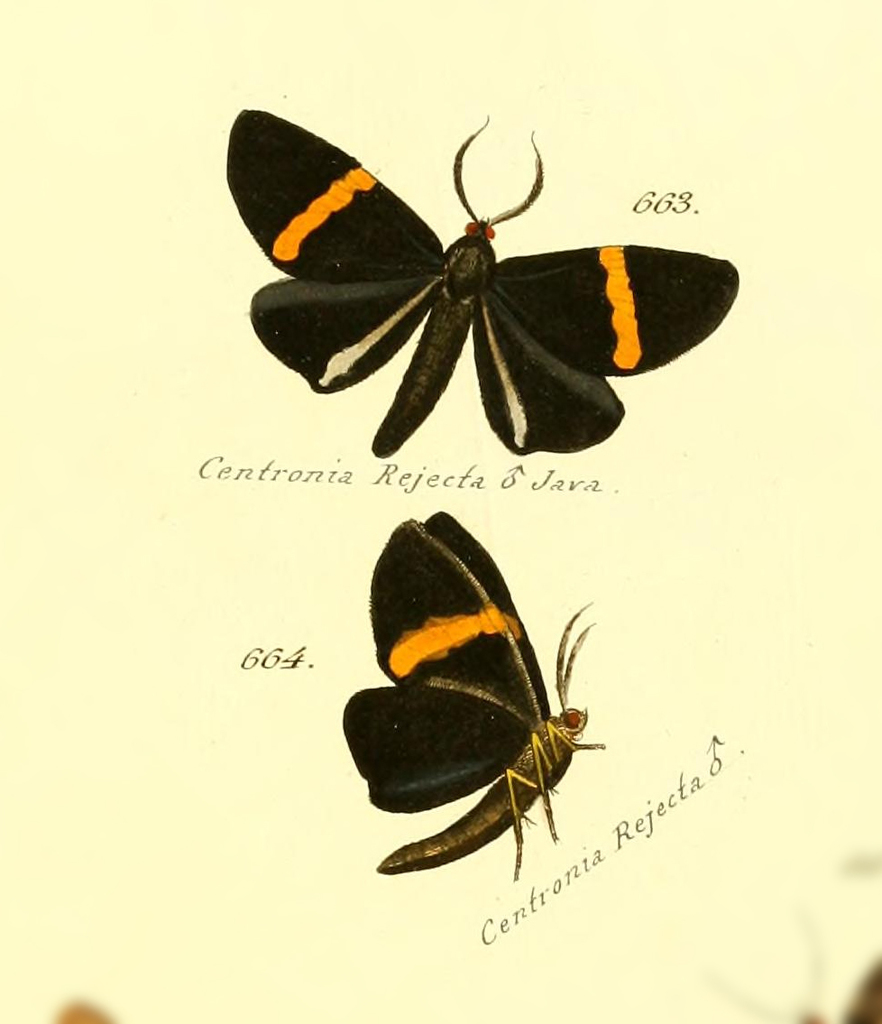 Phavaraea rejecta
