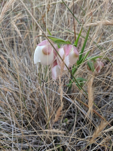 White fairy-lantern (Calochortus albus)