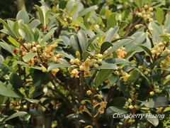 Ternstroemia gymnanthera