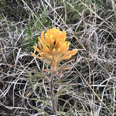 Castilleja citrina