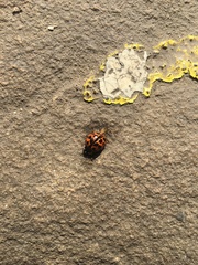 Harmonia axyridis