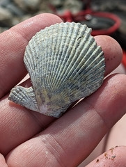 Aequipecten opercularis